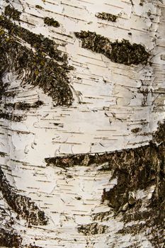 Close-up of the birch bark texture background. Vertical composition.