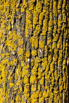 Close-up of the old birch bark with yellow moss on it