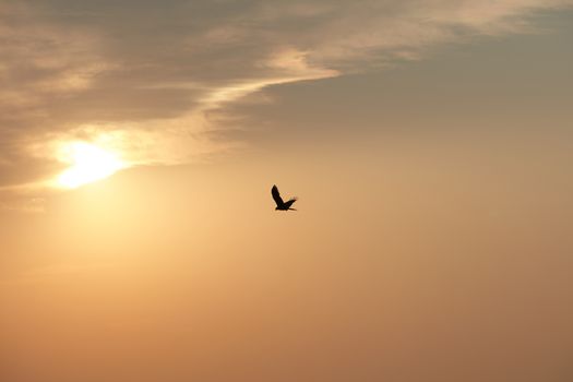 Hawk in a sunset sky, India