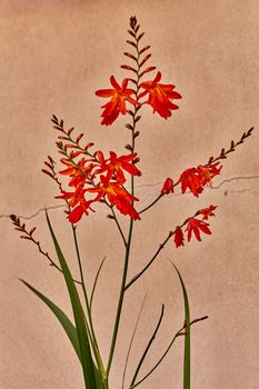 Red colorful Lobelia Cardinal flower macro close up