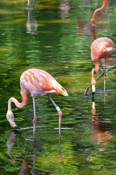 Flamingos in green water looking for shrimp