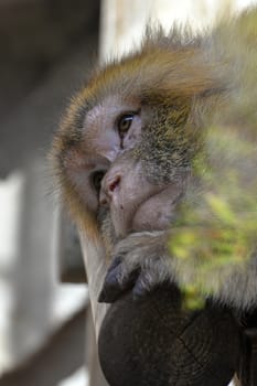 Cute melancholy pensive green monkey with sad eyes