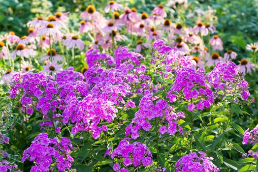 Beautiful flowerbed with a phlox and echinacea