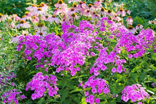 Beautiful flowerbed with a phlox and echinacea