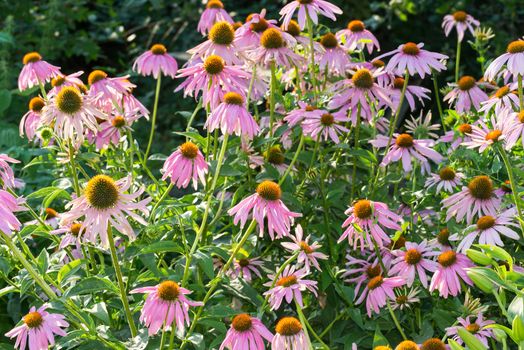 An echinacea flowers against a green background