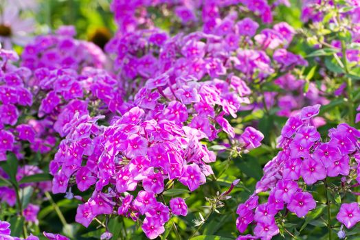 Pink Phlox flower - genus of flowering herbaceous plants with beautiful bokeh, selective focus