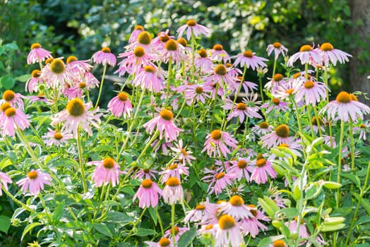 An echinacea flowers against a green background