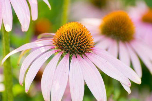 An echinacea flowers against a green background