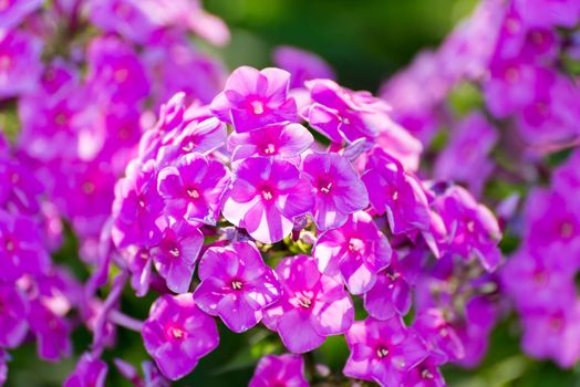 Pink Phlox flower - genus of flowering herbaceous plants with beautiful bokeh, selective focus