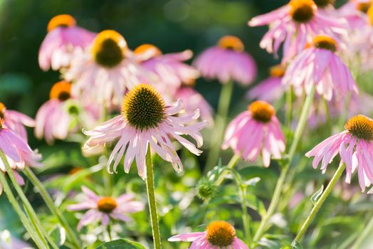 An echinacea flowers against a green background