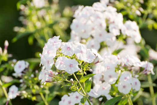 white Phlox flower - genus of a flowering herbaceous plants