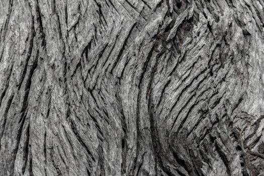 Old rough wood texture. Wooden texture. Wooden background. Tree texture. Tree background. Crack tree texture. Old tree texture. Old tree background. Exotic tree texture. Nature texture background.