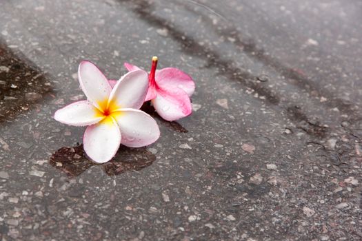 Plumeria or the plumeria tree frangipani tropical flowers on a wet area. white and pink color.