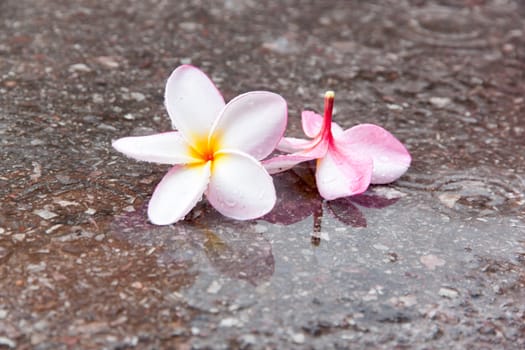 Plumeria or the plumeria tree frangipani tropical flowers on a wet area. white and pink color.
