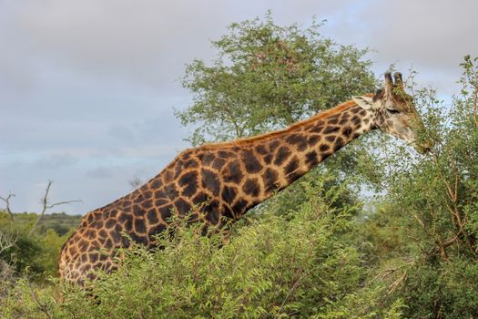 Giraffe eating the green leaves from a tree branch