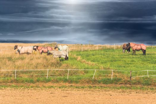 Sechs Pferde mit verschieden farbigen Decken 
