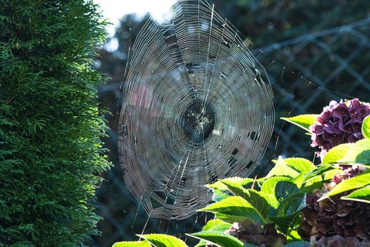 Das Spinnennetz oder Spinnweben Nahaufnahme mit bunten Hintergrund.
