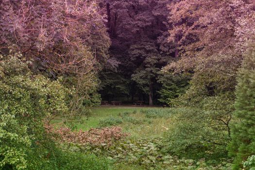 Drei alte  Bänke auf einer Waldlichtung.
