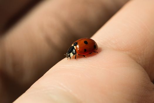 ladybug with blacks dots on the index finger of a girl