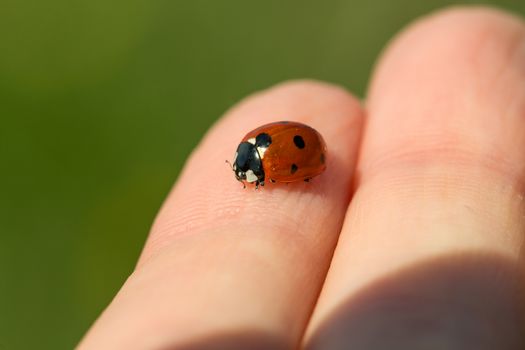 ladybug with blacks dots on the index finger of a girl