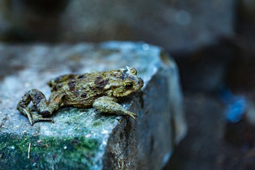 Green Frog sitting on a stone