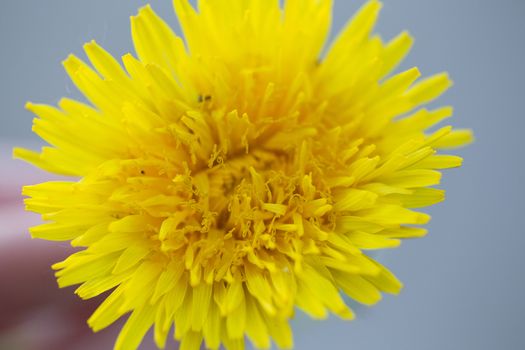 Beautiful yellow dandelion close up