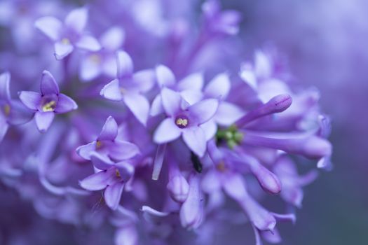 Close up beautiful lilac flowers as background
