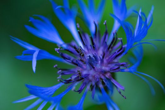 Beautiful blue flower close up