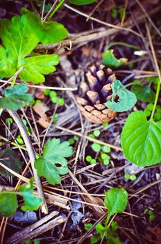 Pine Cone on green grass and moss