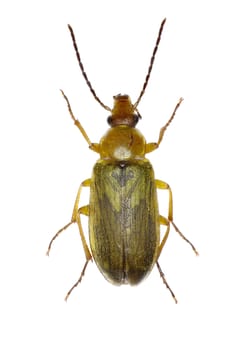 Sulphur Beetle on white Background  -  Cteniopus sulphureus (Linnaeus, 1758)