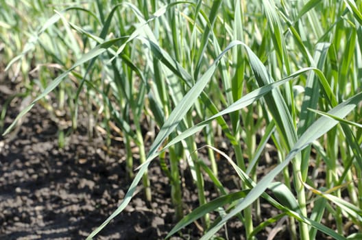 Garlic plantation in the vegetable garden