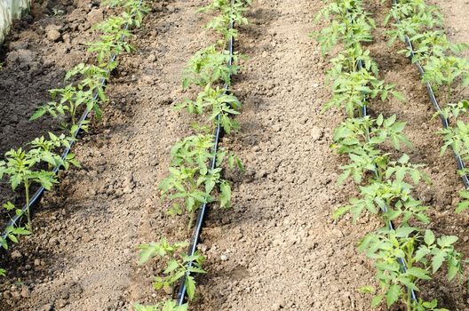 Newly planted tomato shoots in greenhouse