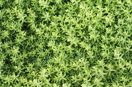Succulent plant background closeup