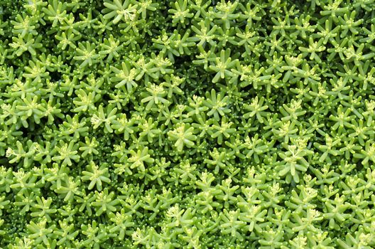 Succulent plant background closeup