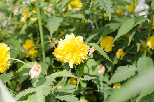 Yellow Rose on a bush in a garden