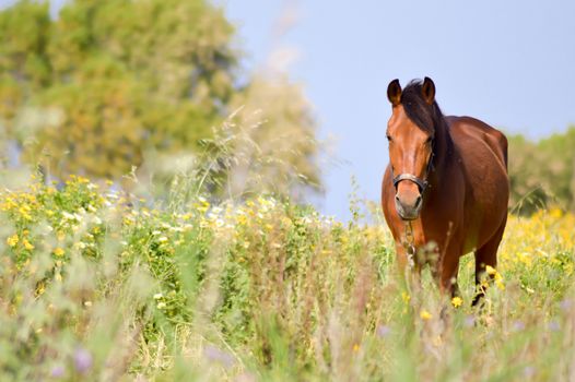 Brown horse in a meadow filled with daisies on the island of Crete