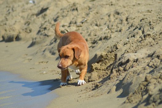 Red dog in front of the waves of the ocean on the island of Crete