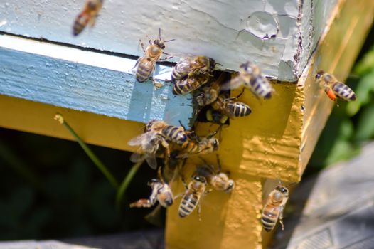 Several bees returning to their hive on the island of Crete