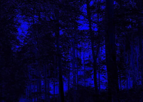Night viewed blue colored forest