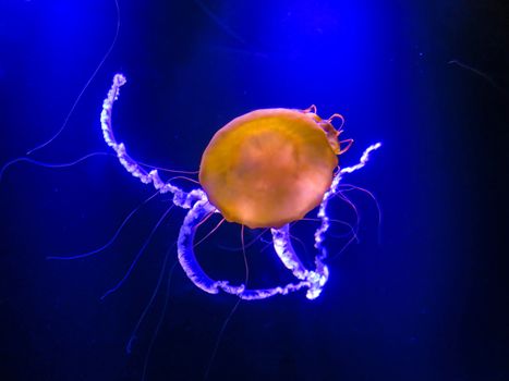 A jellyfish is swimming in the water