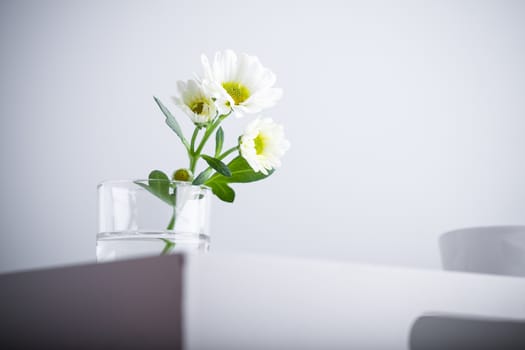 A White chrysanthemum flower in a glass