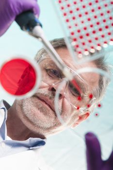 Focused senior life science professional grafting bacteria in the pettri dishes. Lens focus on researcher.