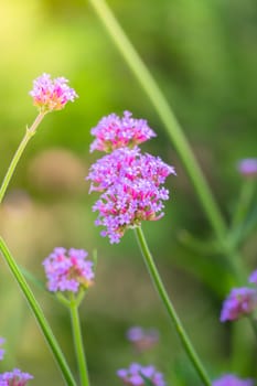 The background image of the colorful flowers, background nature