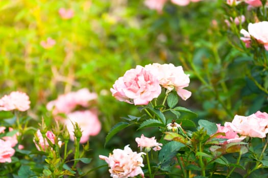 The background image of the colorful flowers, background nature