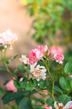 The background image of the colorful flowers, background nature