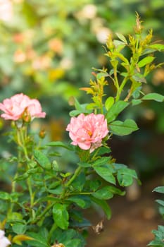 The background image of the colorful flowers, background nature