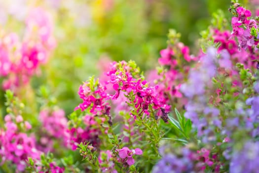 The background image of the colorful flowers, background nature