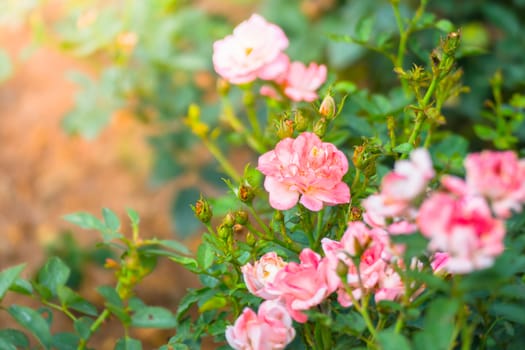 The background image of the colorful flowers, background nature