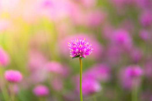 The background image of the colorful flowers, background nature