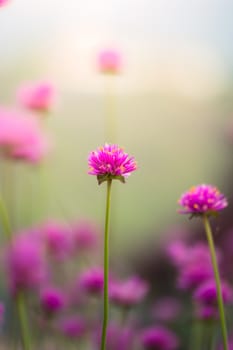 The background image of the colorful flowers, background nature